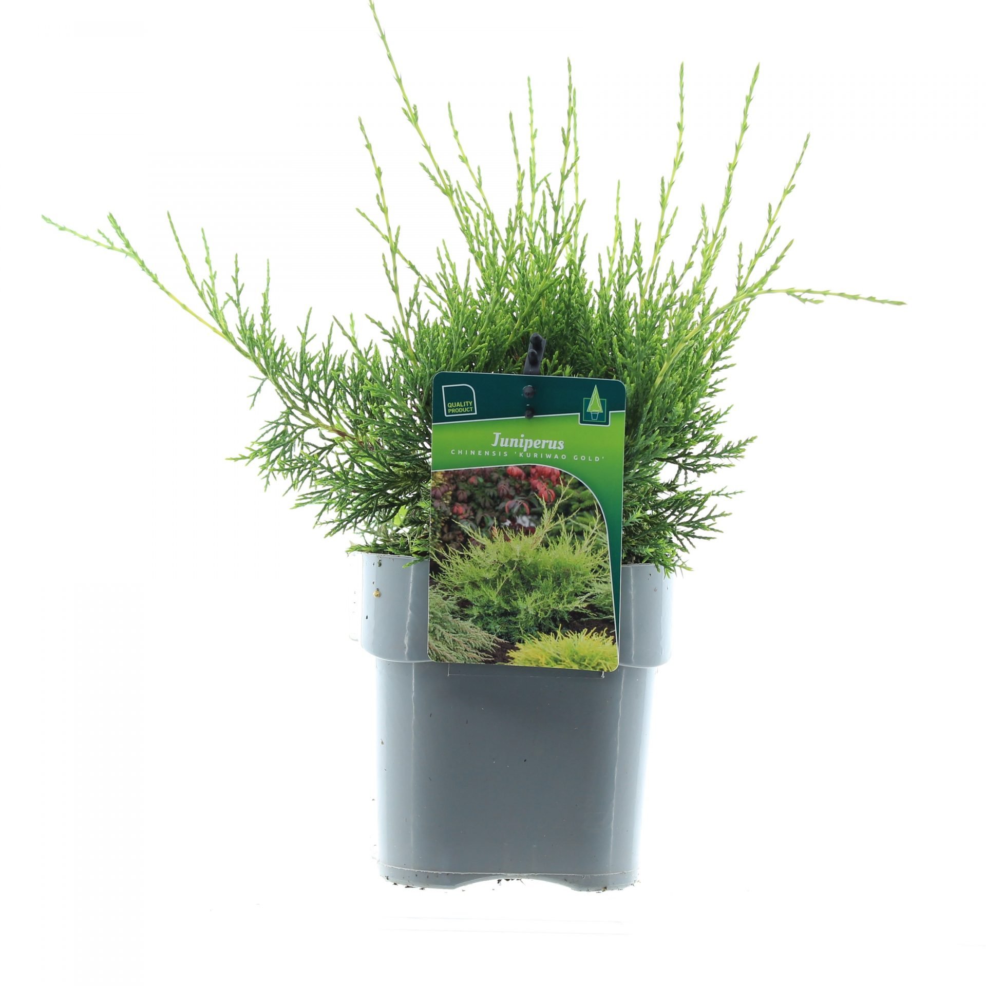 Spygliuotis, kadagys kininis "Kuriwao Gold", aukštis 60-80 cm., vazonas 25 l.
