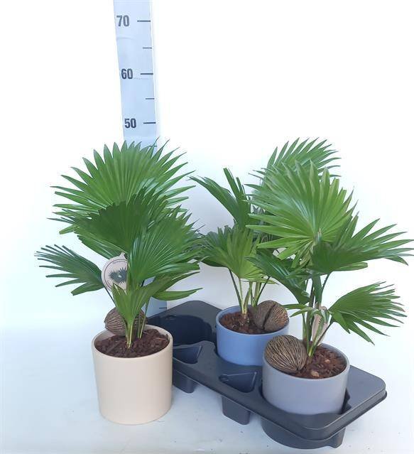 Kambarinis augalas, livistona "Rotundifol", vazonėlio skersmuo 15 cm