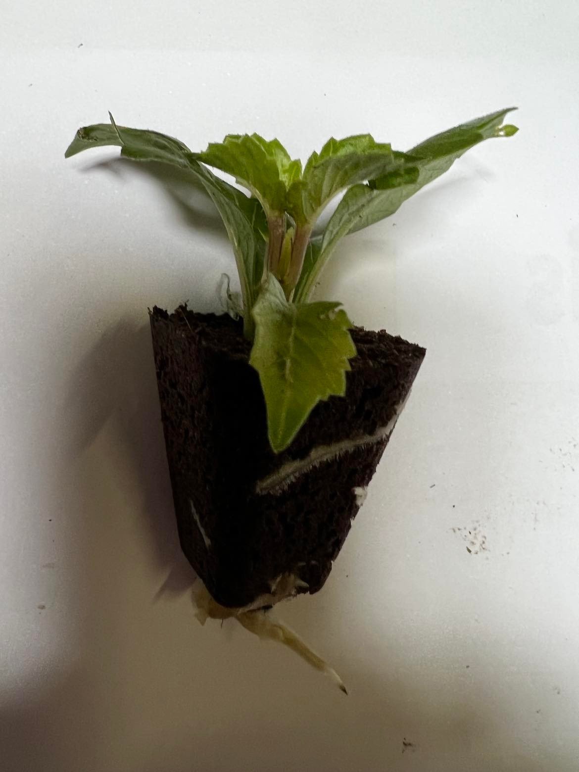 Vienmetės gėlės daigelis, margagraižis jurginas "Dahlietta Emily"