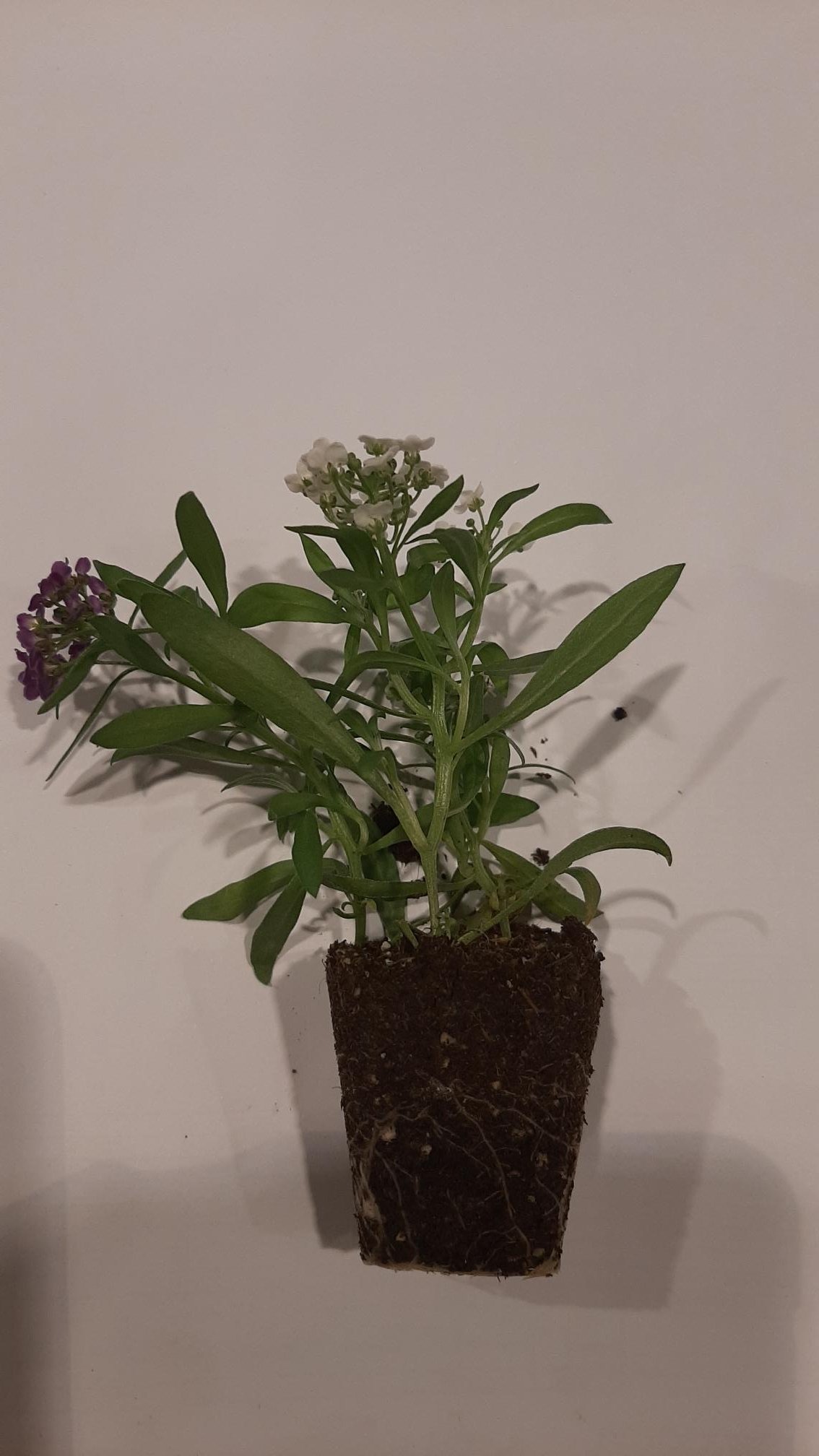 Vienmetės gėlės daigelis, lobuliarija "Easy Breezy MixMasters Heaven Scent" FLORENSIS