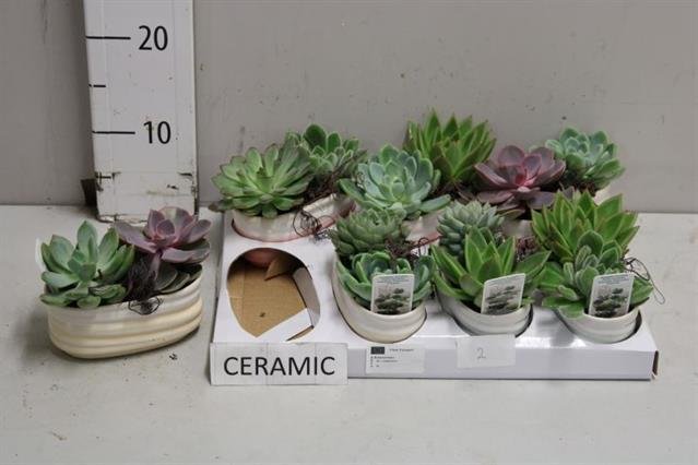 Kambarinis augalas, kalvorė (eševerija), pailgame keraminiame vazonėlyje, vazonėlio skersmuo 9 cm.