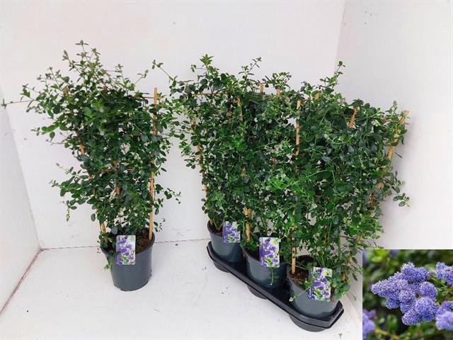 Dekoratyvinis krūmas, galvažiedė, vazonėlio skersmuo 19 cm.