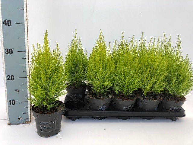 Kambarinis augalas, kiparisas "Gold Wilma", vazono skersmuo 12 cm.