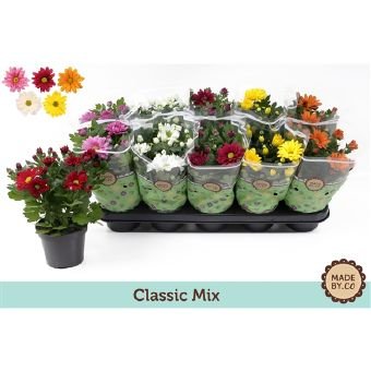 Kambarinis augalas, chrizantema, vazonėlio skersmuo 12 cm.