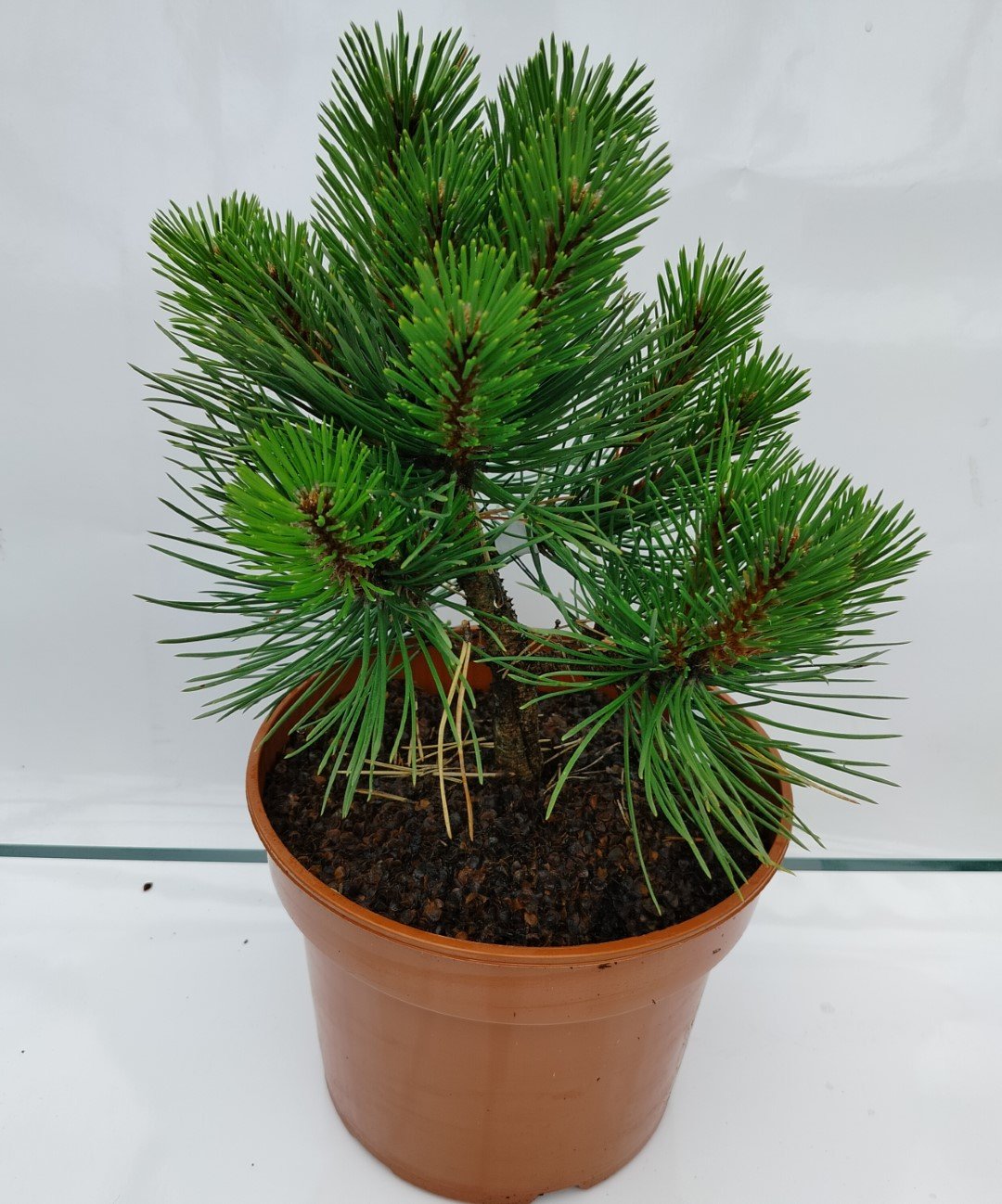 Spygliuotis, pušis "Syców", vazonas 5 l.