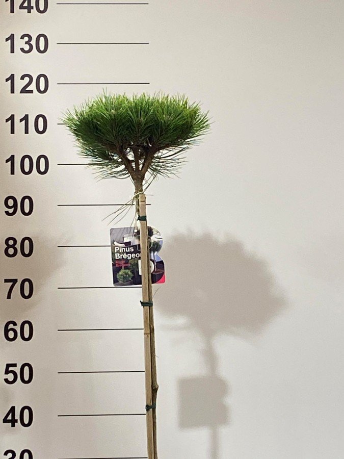 Spygliuotis, pušis "Marie Bregeon", ant stiebo, vazonėlio skersmuo 22 cm.