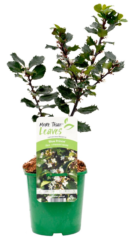 Dekoratyvinis krūmas, bugienis, visžalis, vazonas 2 l.