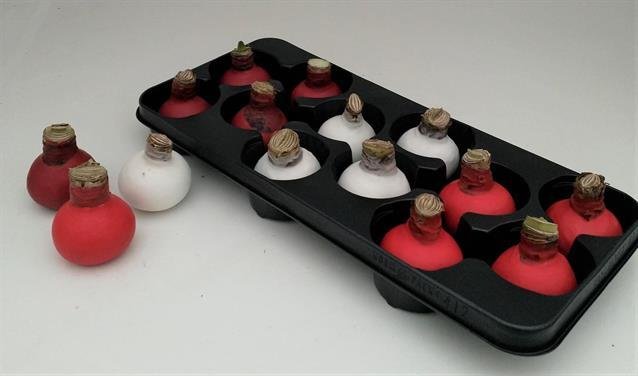 Kambarinis augalas, amarilis aplietas vašku, aukštis 14 cm.