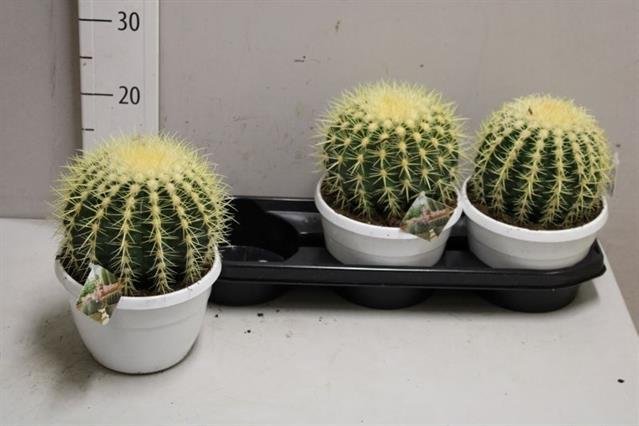 Kambarinis augalas, ežiakaktusis "Grusonii", vazonėlio skersmuo 18 cm.