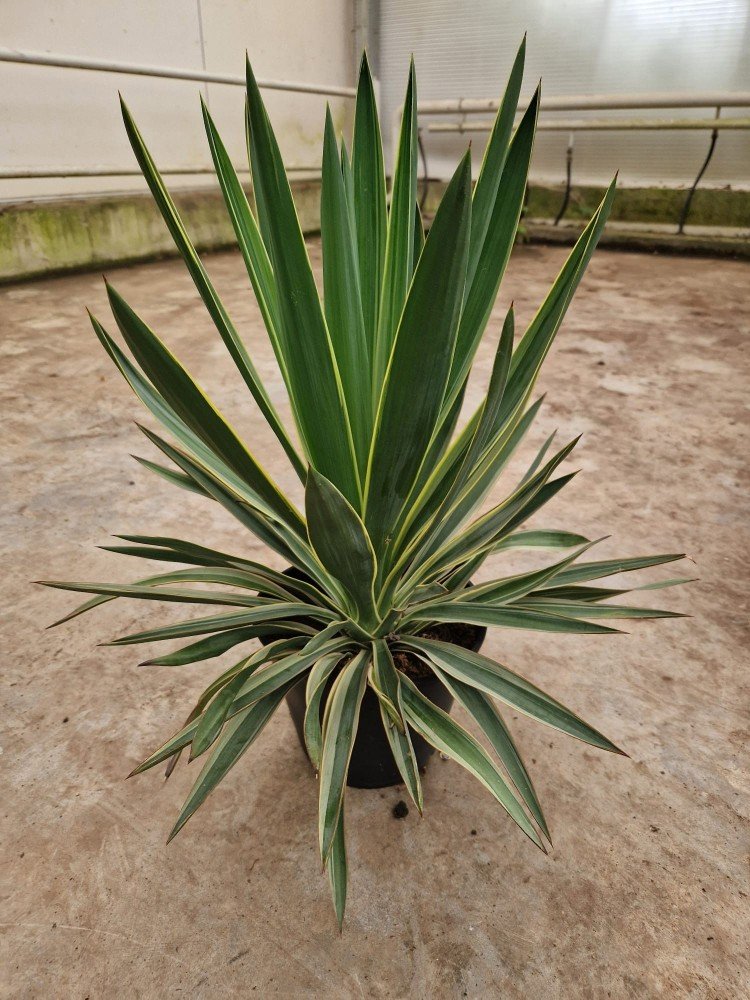 Žolinis augalas, juka "Gloriosa", vazonėlio skersmuo 21 cm.