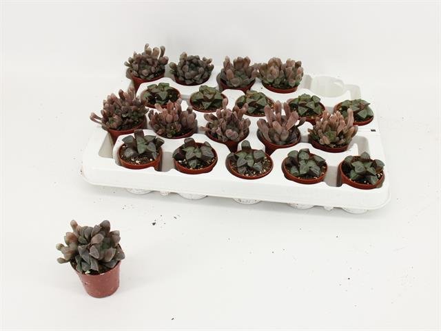 Kambarinis augalas, avortija "Cooperi", vazonėlio skersmuo 6 cm.