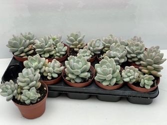 Kambarinis augalas, storenis bukalapis, vazonėlio skersmuo 12 cm.