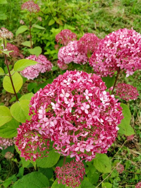 Dekoratyvinis krūmas, šviesioji hortenzija "Pink Anabelle", vazonėlio talpa 2 l.