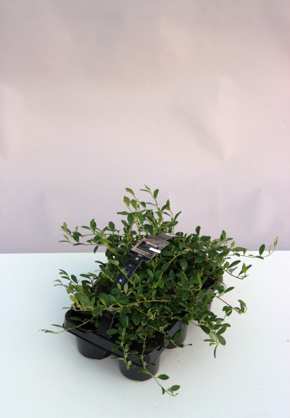 Dekoratyvinis krūmas, kaulenis "Radicans", vazono skersmuo 10,5 cm.