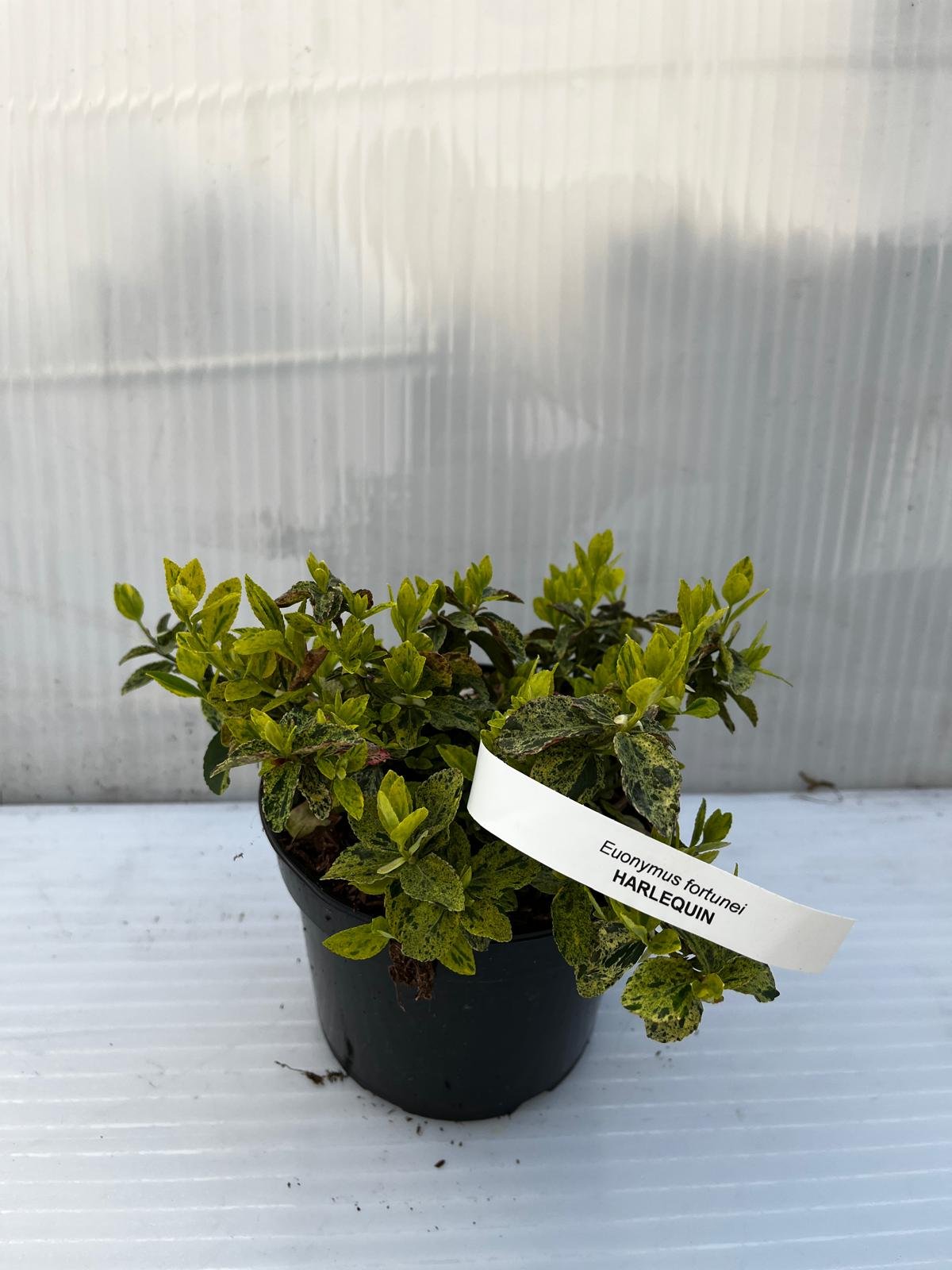 Dekoratyvinis krūmas, fortūno ožekšnis "Harleguin", vazonas 1,5 l.