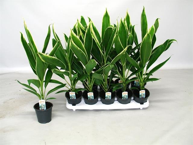 Žolinis augalas, kordilina "Conga", vazonėlio skersmuo 12 cm.