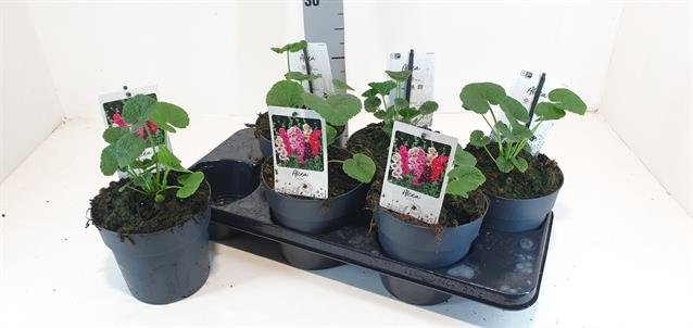 Daugiametė gėlė, piliarožė "Chaters Doub", vazonėlio skersmuo 15 cm.