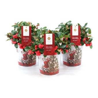 Šliaužiantis augalas, bruknuolė "Big Berry", vazonėlio skersmuo 12 cm.