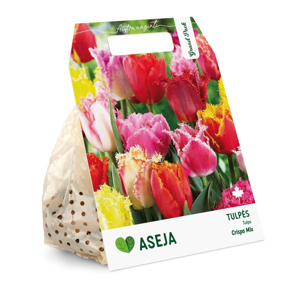 Šerkšnotųjų tulpių Mix svogūnėliai ASEJA Grand Pack, 15 vnt., 10/11, 504344 , (R)