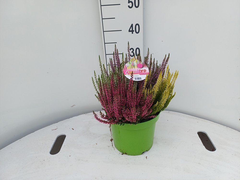 Vienmetė gėlė, viržis, vazonėlio skersmuo 21 cm.