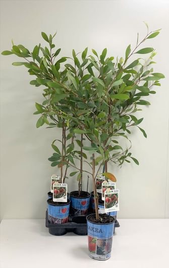 Kambarinis augalas, protėja, vazonėlio skersmuo 14 cm.