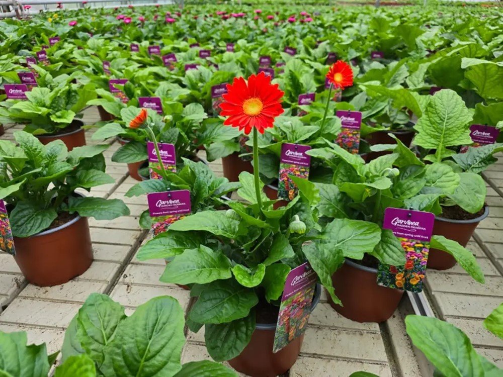 Vienmetė gėlė, gerbera, vazonėlio skersmuo 19 cm.