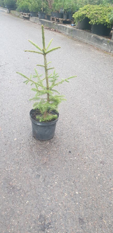 Paprastoji eglė (Picea abies), auginta vazone, aukštis 40-60 cm.