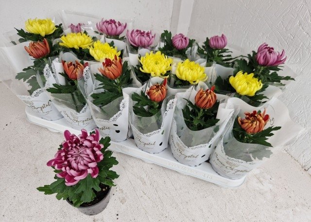 Vienmetė gėlė, chrizantema "Cosmo Gem", vazonėlio skersmuo 9 cm.