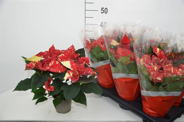 Kambarinis augalas, puansetija "New Glit", vazonėlio skersmuo 13 cm.