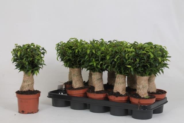 Kambarinis augalas, fikusas "Benjamino Natasja", vazonėlio skersmuo 12 cm.
