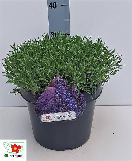 Daugiametė gėlė, levanda "Dwarf Blue", vazonėlio skersmuo 26 cm.