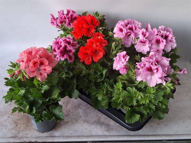 Vienmetė gėlė, pelargonija, Grandiflorum įvairios,  vazonėlio skersmuo 12cm.