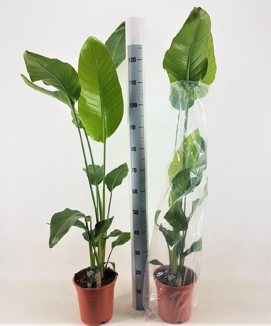 Kambarinis augalas, strelicija "Nicolai", vazonėlio skersmuo 21 cm.