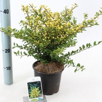 Dekoratyvinis krūmas, bugienis "Convexed Gold", vazonėlio skersmuo 17 cm.