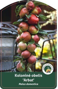 Vaismedis, obelis koloninė "Arbat"