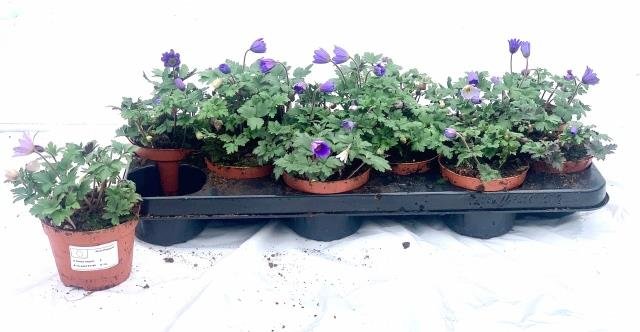 Daugiametė gėlė, plukė malonioji, vazonėlio skersmuo 11 cm.