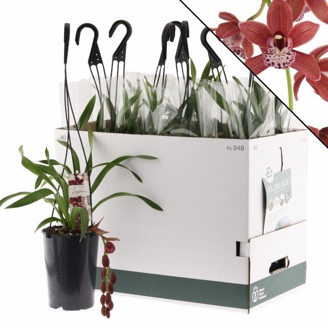 Kambarinis augalas, orchidėja (Phalaenopsis), pakabinama, vazonėlio skersmuo 14 cm.