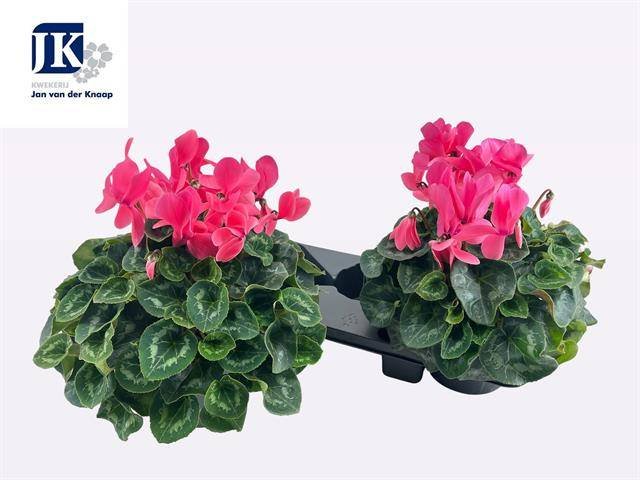 Kambarinis augalas, ciklamenas "Sup Mamm", vazonėlio skesmuo 17 cm.