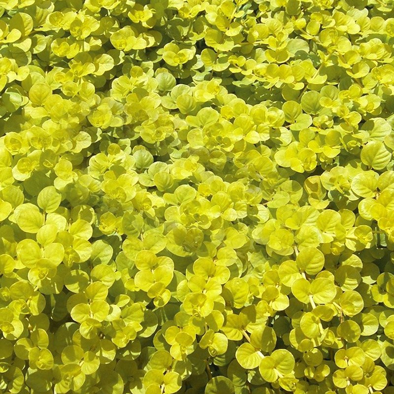 Daugiametė gėlė, šilingė šliaužiančioji "Goldilocks", vazonas 1 l.