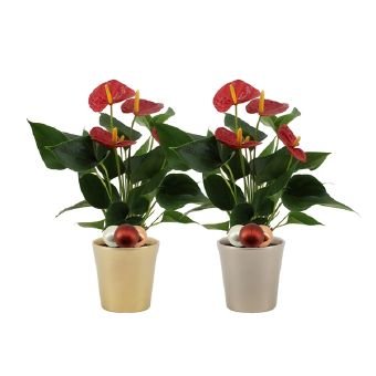 Kambarinis augalas, anturis, keraminiame vazonėlyje (Kalėdinė kompozicija), aukštis 36 cm., vazonėlio skersmuo 12 cm.