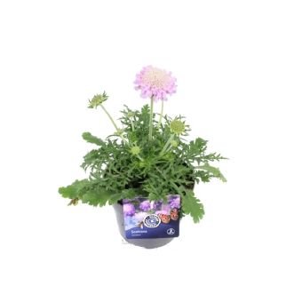 Daugiametė gėlė, žvaigždūnė "Pink Mist", vazonėlio skersmuo 13 cm.