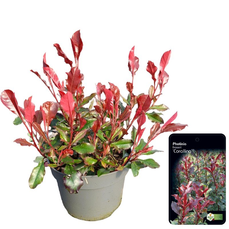 Dekoratyvinis krūmas, fotinija "Corallina", vazonėlio skersmuo 17 cm.