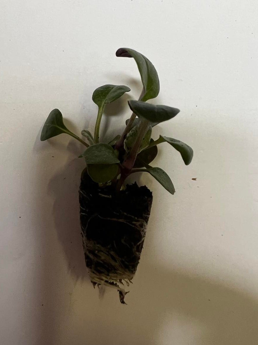 Vienmetės gėlės daigelis, žilė pilkšvalapė "Silver Dust"