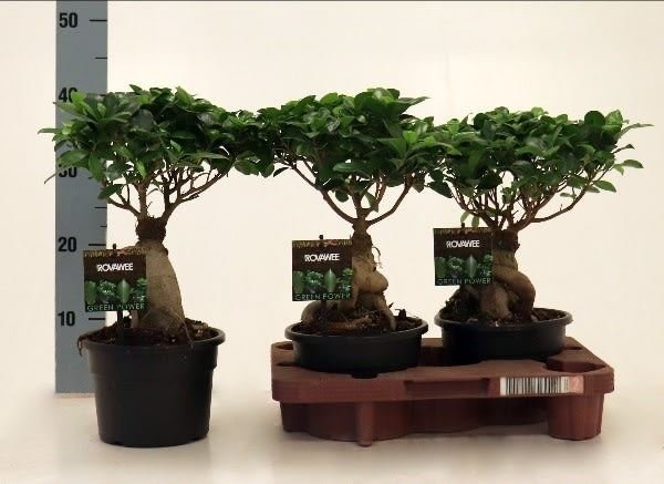 Kambarinis augalas, fikusas (bonsai), vazonėlio skersmuo 22 cm.