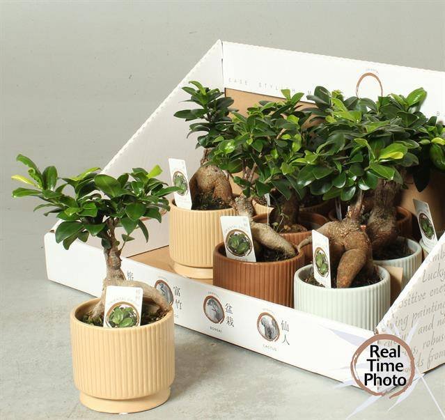 Kambarinis augalas, fikusas (bonsai), vazonėlio skersmuo 11 cm.