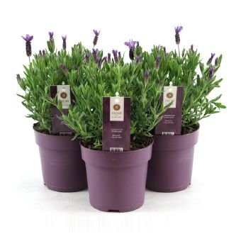 Vienmetė gėlė, levanda "Anouk", vazono skersmuo 15 cm.