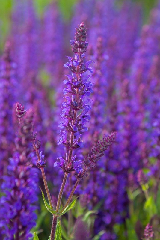 Daugiametė gėlė, gojinis šalavijas, vazonėlio skersmuo 17 cm.