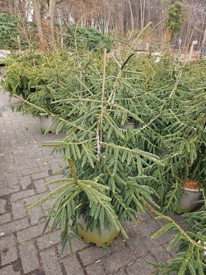 Spygliuotis, eglė rytinė "Aureospicata", aukštis 80-100 cm., vazonas 25 l.