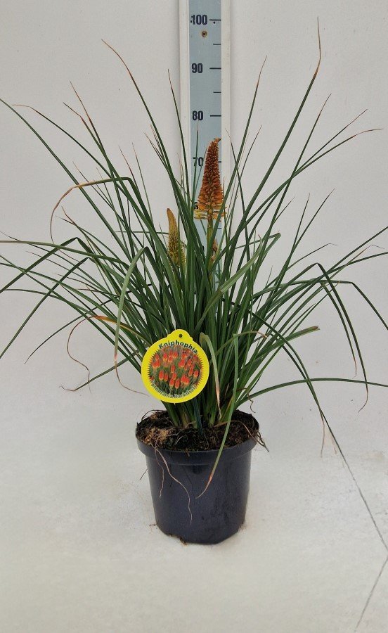 Daugiametė gėlė, knipofija "Backdraft", vazonėlio skersmuo 23 cm.