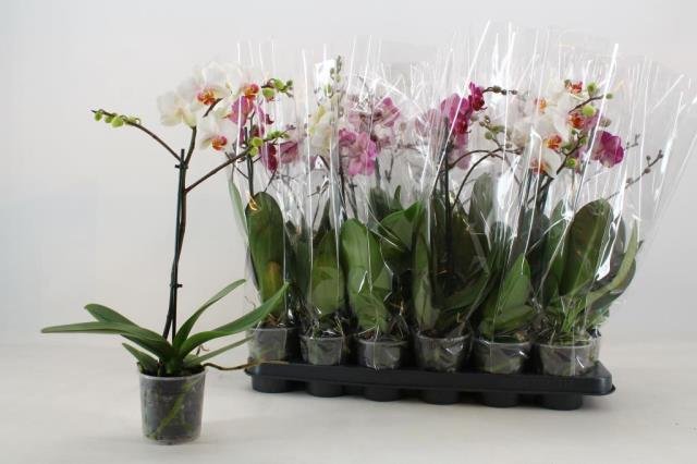 Kambarinis augalas, orchidėja (Phalaenopsis), vazonėlio skersmuo 9 cm.